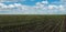 panoram of beet sugar field with beautiful sky