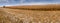 Panoram of dried corn maize field with blue cloudy sky. Cornfield rural landscape