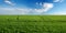 panoram of green field of winter wheat with traces of agricultural machinery, early spring sprouts and sky on the horizon