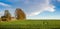 panoram of green field of winter wheat with traces, blooming trees at spring
