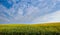 panoram of Sunflower field landscape under beautiful sky