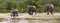 Panorama of african elephant family coming to a river to drink in Kruger National Park