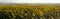 Panorama of agriculture sunflowers meadow.