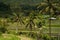 Panorama of the amazing landscape of Asian rice terraces. Palm trees in a rice paddy on the island of Bali. A view of the bright