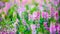 Panorama of Angelonia flower field in soft focus, Thai forget me not