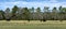 Panorama of Angus on a spring pasture