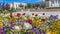 Panorama Array of vibrant flowers blooming under sunlight in spring