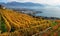 Panorama of autumn vineyards in Switzerland