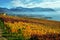 Panorama of autumn vineyards in Switzerland