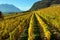 Panorama of autumn vineyards in Switzerland