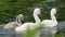Panorama of baby swans, the little chicks swimming in a pond. white and grey colored. Duckweed floats in the water