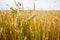Panorama background wheat field