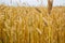 Panorama background wheat field