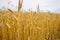 Panorama background wheat field