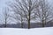 Panorama of bare trees in winter