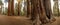 Panorama of the Base of Sequoias in Grove