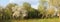 Panorama with a beautiful flowering cherry tree