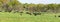 Panorama of beef cattle herd in lush pasture