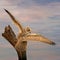 Panorama of an big Eagle Owl. Sit on a stump. Spread the wings for takeoff. Bird looks back, the orange eyes stare at