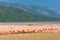 Panorama with a big flock of pink flamingos on the shore of Lake Baringo. Kenya, Africa