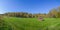 Panorama of birch copse on summer field