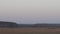 Panorama birch grove in the field at sunset day