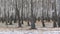 Panorama of a birch grove in winter. slender white trees