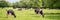 Panorama of black and white cows grazing on grassy green field in Normandy, France. Summer countryside landscape