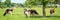 Panorama of black and white cows grazing on grassy green field in Normandy, France. Summer countryside landscape