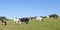 Panorama of black and white Holstein dairy cows grazing in a fie