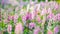 Panorama of blooming  Angelonia flower field in soft focus