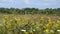Panorama of a blooming meadow. Wildflowers in the fall
