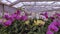 Panorama of a blooming orchid. Blooming orchid panorama. Orchid flower close up, beautiful orchid close up