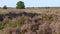 Panorama of blooming purple heather end of summer