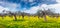 Panorama of the blooming tangerine garden at Cape Milazzo