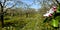Panorama of a blossoming apple orchard