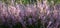 Panorama of the blossoming heather.