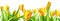 panorama blossoming spring yellow Tulips flower colorful is isolated on white background, collage