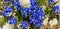 Panorama of blue gentiana flowers grow near the white stones