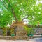 Panorama of Bodhi Tree in Padeniya