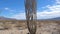 Panorama From The Bottom Up Cactus Ocotillo In Mojave Desert, Joshua Tree Park