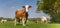Panorama of a brown Holstein cow standing in the grass