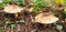 Panorama of brown spiny mushrooms echinoderma asperum