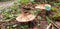 Panorama of brown spiny mushrooms echinoderma asperum