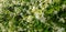 Panorama of bush of white flowers Trachelospermum