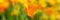Panorama of California poppies bloom in spring