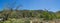 Panorama of California Woodland Meadow
