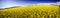 Panorama of canola field