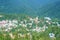 Panorama of Carpathian mountains scenery, fir forest, Sinaia tow