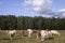 Panorama with cattle